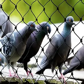 About Premium Pigeon Safety Nets in Hyderabad, Telangana-Solid Netting